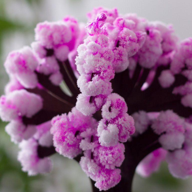 Magic Cherry Blossom Tree - Essence by LaxAar